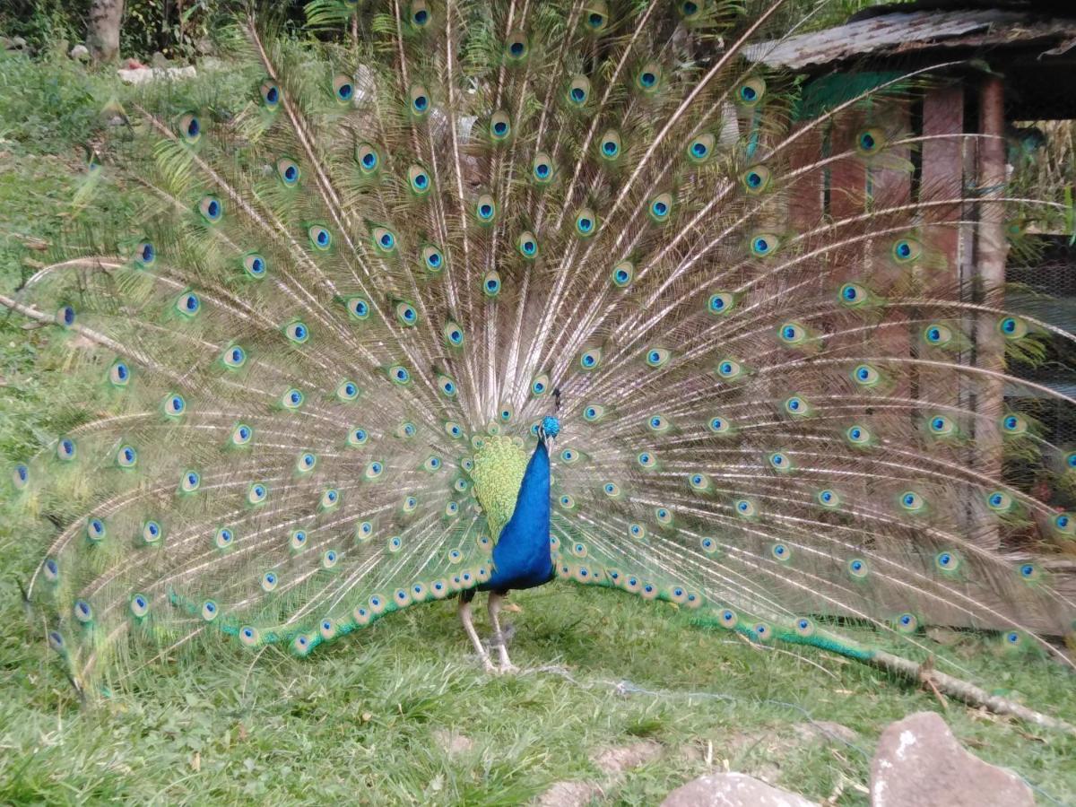 Campestre Rancho Alegre Hotel Fusagasuga